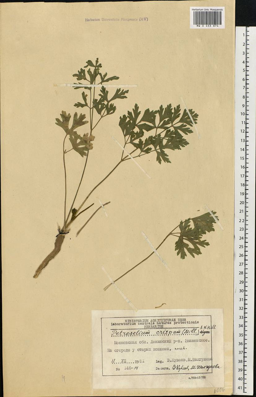 Petroselinum crispum (Mill.) Fuss, Eastern Europe, Moscow region (E4a) (Russia)