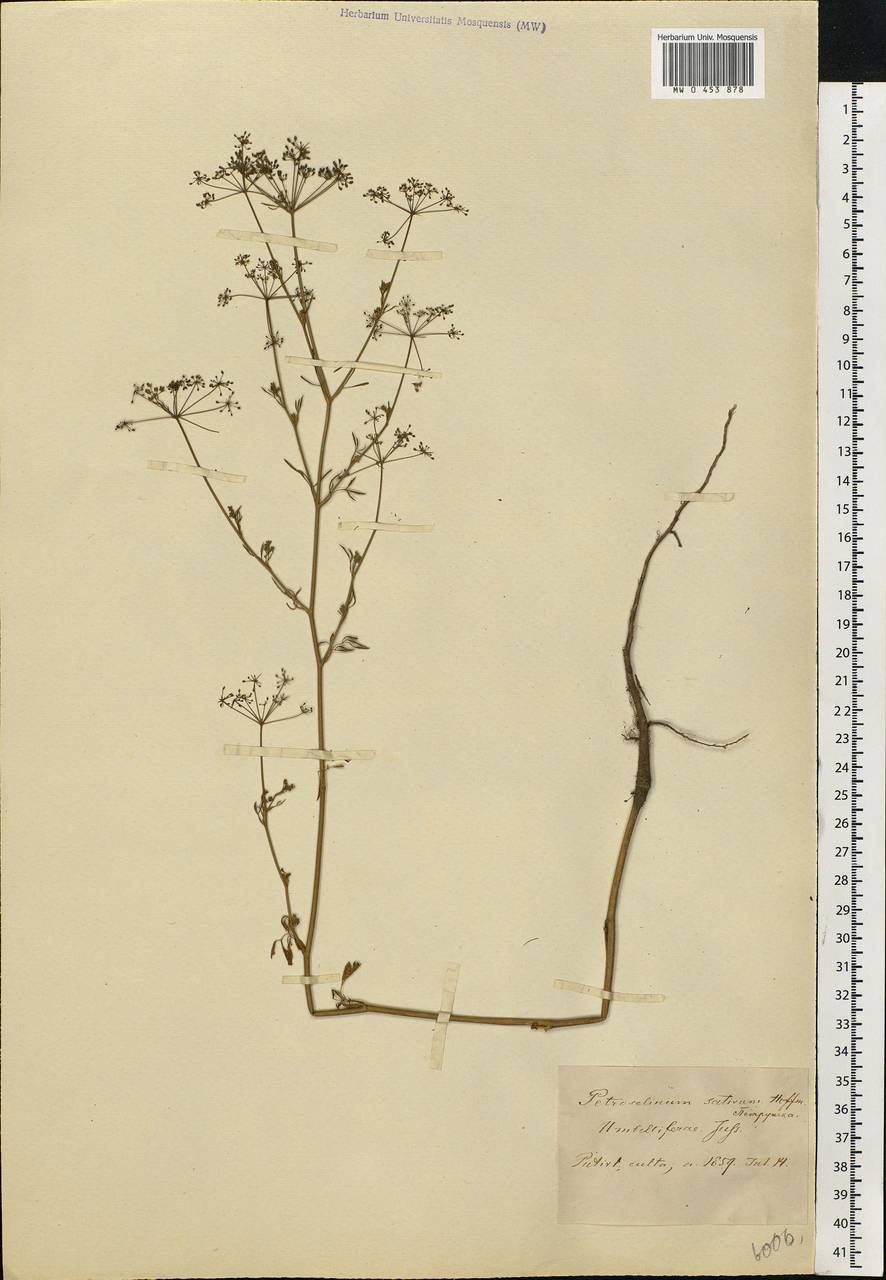 Petroselinum crispum (Mill.) Fuss, Eastern Europe, North Ukrainian region (E11) (Ukraine)