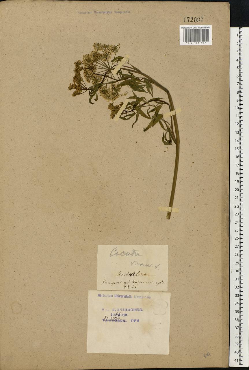 Cicuta virosa L., Eastern Europe, Central region (E4) (Russia)