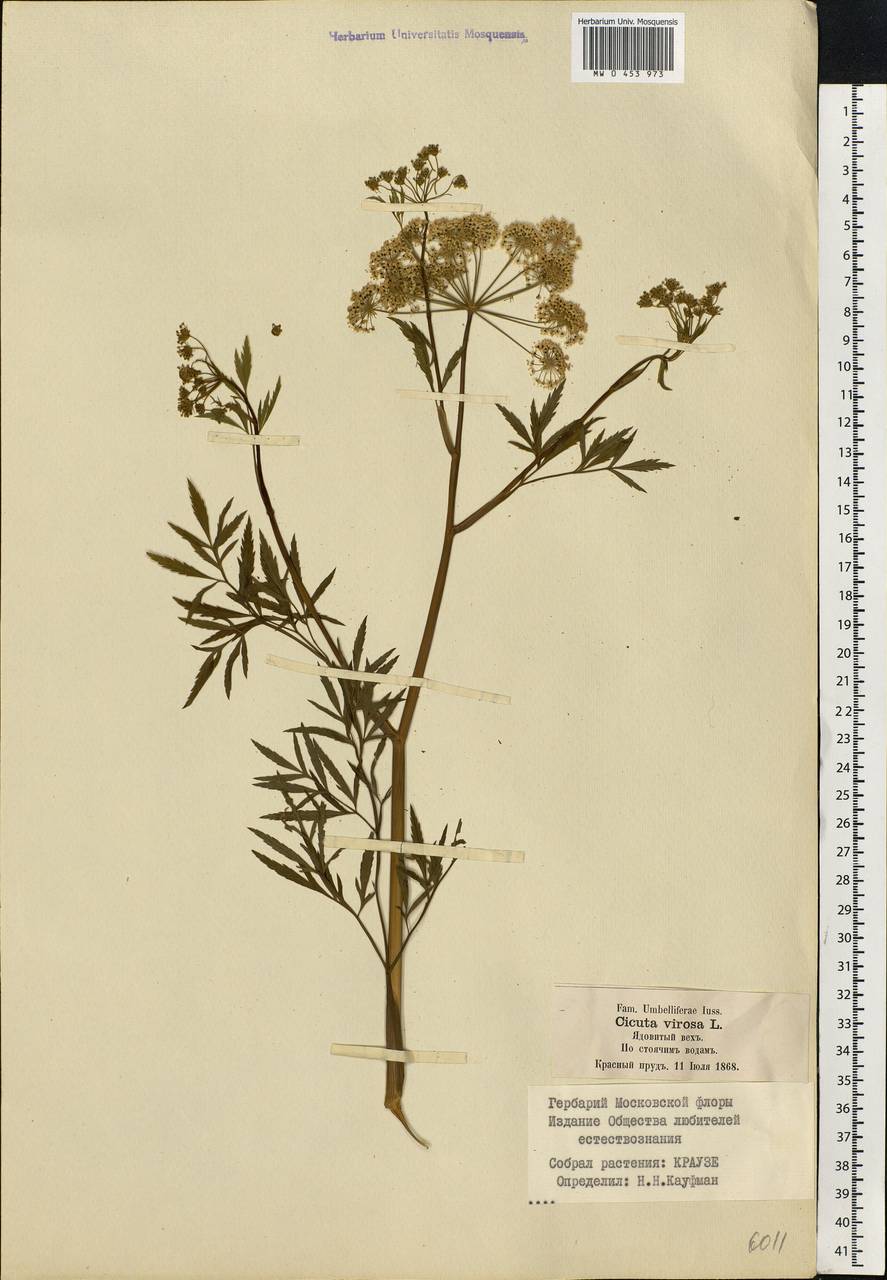 Cicuta virosa L., Eastern Europe, Moscow region (E4a) (Russia)
