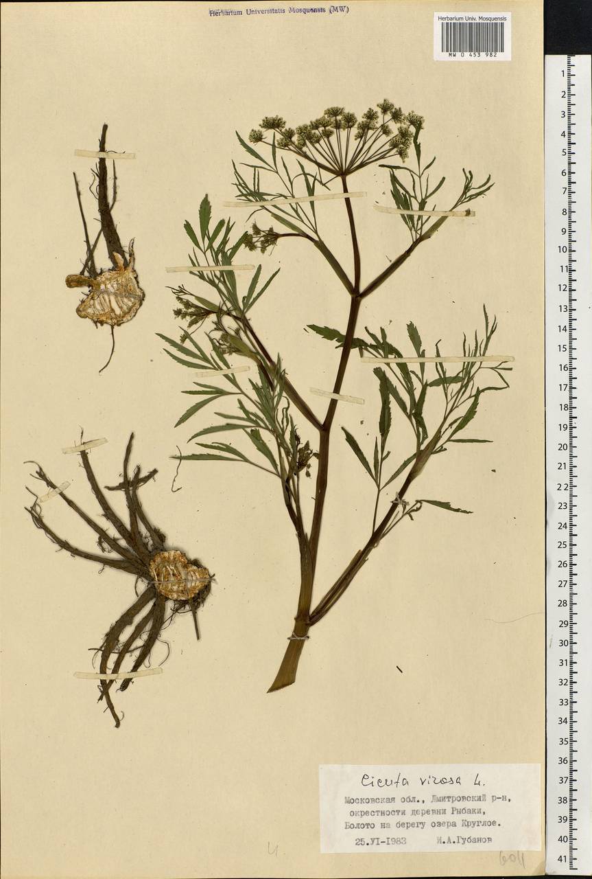 Cicuta virosa L., Eastern Europe, Moscow region (E4a) (Russia)
