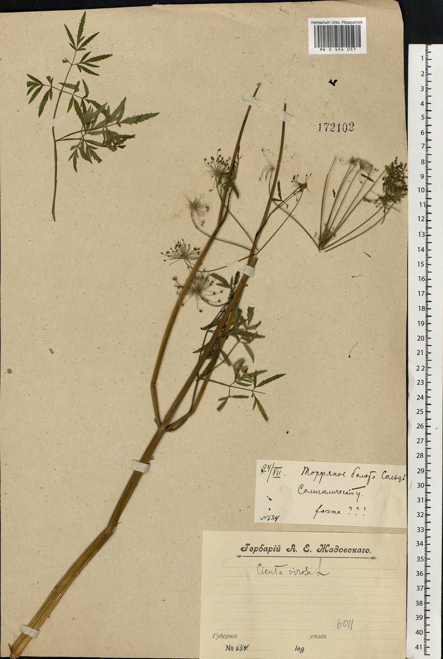 Cicuta virosa L., Eastern Europe, Central forest region (E5) (Russia)