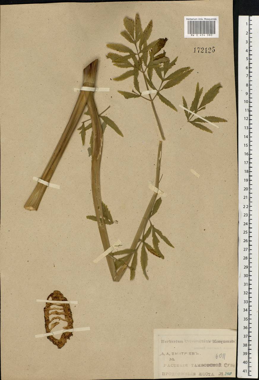 Cicuta virosa L., Eastern Europe, Central forest-and-steppe region (E6) (Russia)