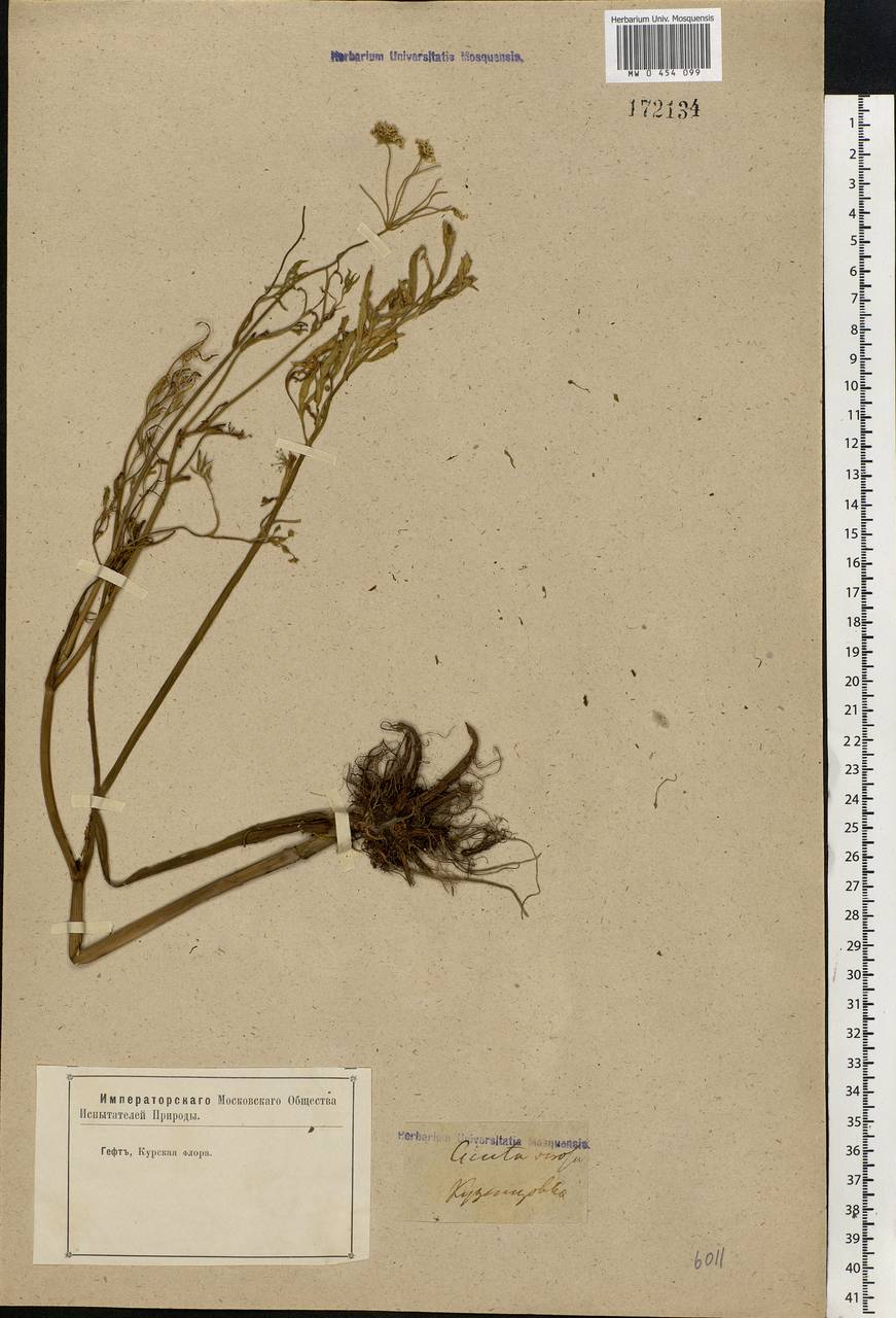 Cicuta virosa L., Eastern Europe, Central forest-and-steppe region (E6) (Russia)