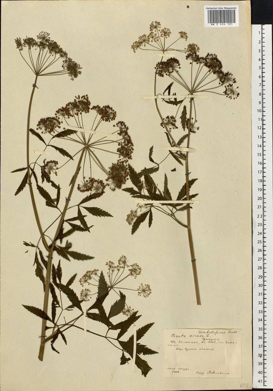 Cicuta virosa L., Eastern Europe, Central forest-and-steppe region (E6) (Russia)