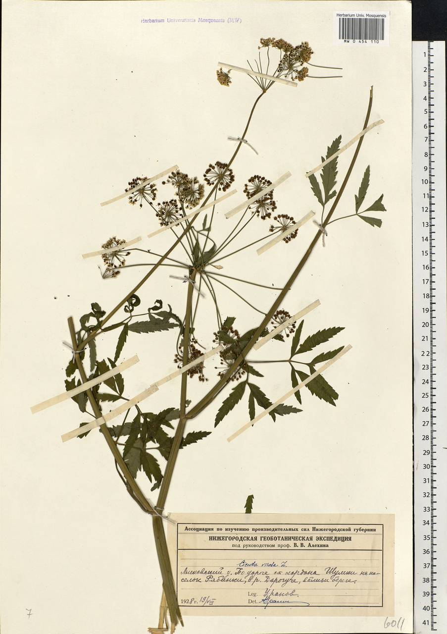 Cicuta virosa L., Eastern Europe, Volga-Kama region (E7) (Russia)
