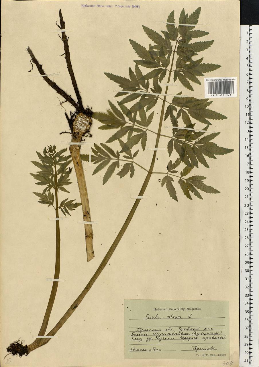 Cicuta virosa L., Eastern Europe, Eastern region (E10) (Russia)