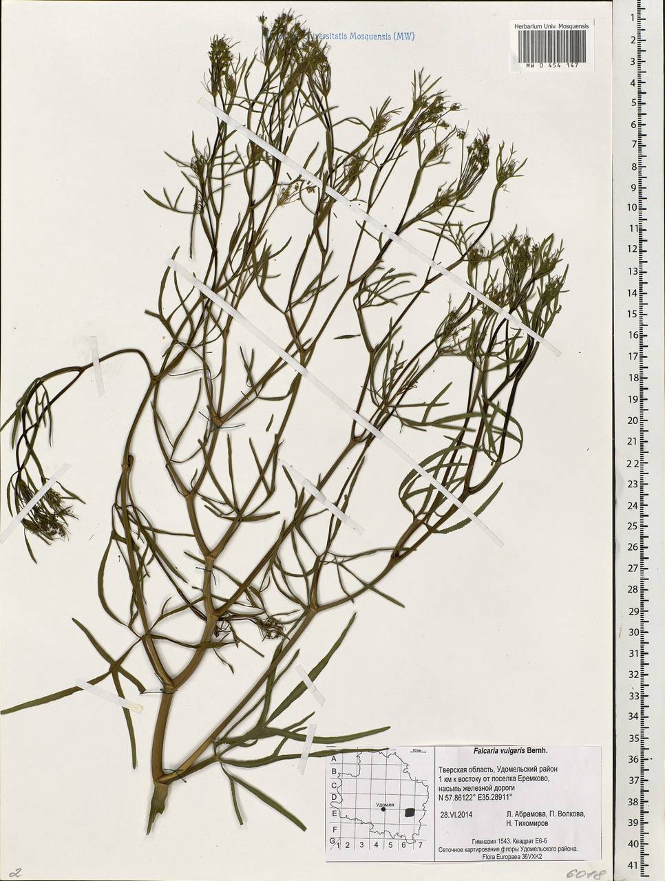 Falcaria vulgaris Bernh., Eastern Europe, North-Western region (E2) (Russia)