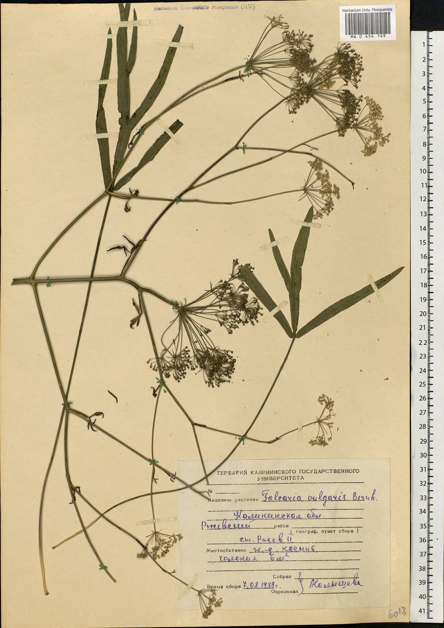 Falcaria vulgaris Bernh., Eastern Europe, North-Western region (E2) (Russia)