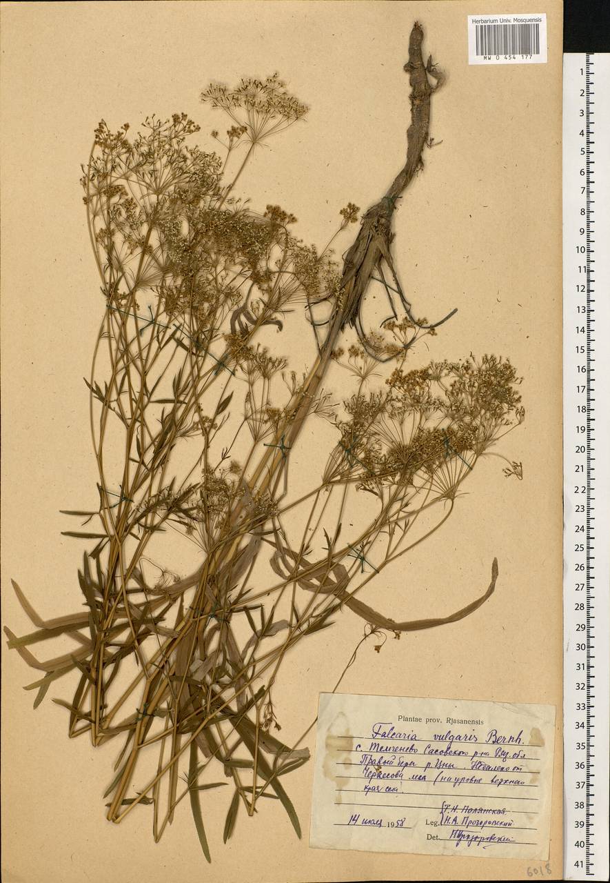 Falcaria vulgaris Bernh., Eastern Europe, Central region (E4) (Russia)