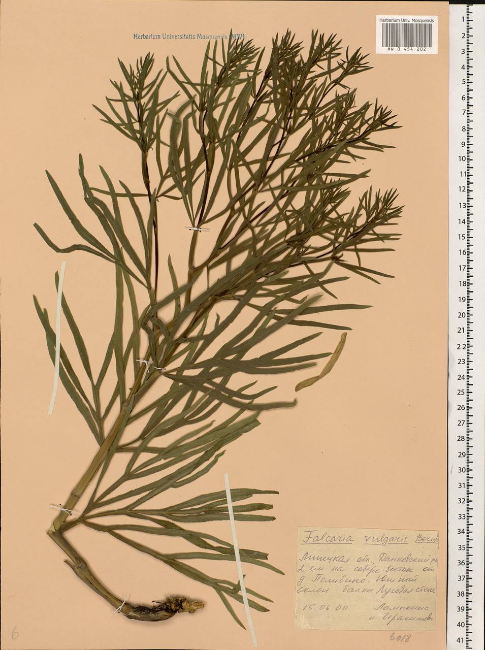 Falcaria vulgaris Bernh., Eastern Europe, Central forest-and-steppe region (E6) (Russia)