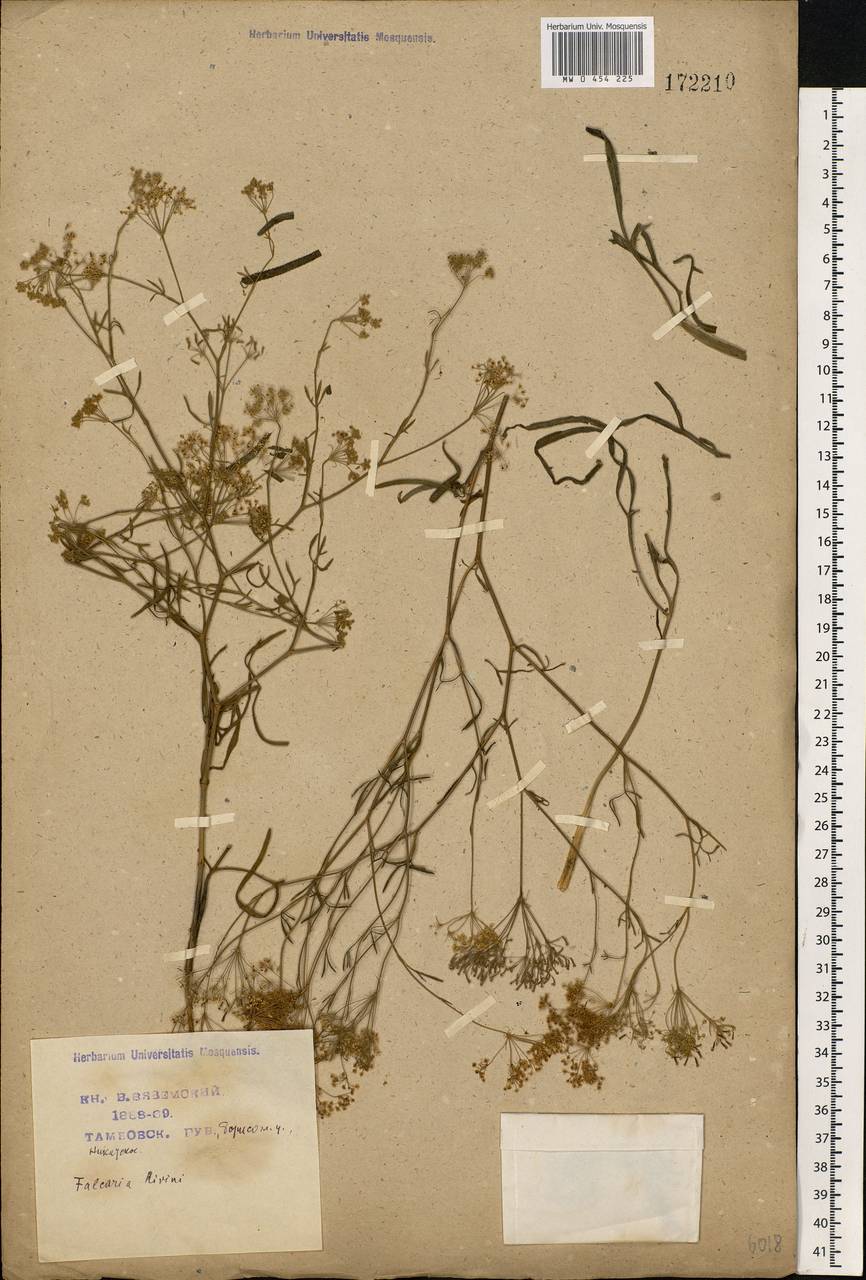 Falcaria vulgaris Bernh., Eastern Europe, Central forest-and-steppe region (E6) (Russia)