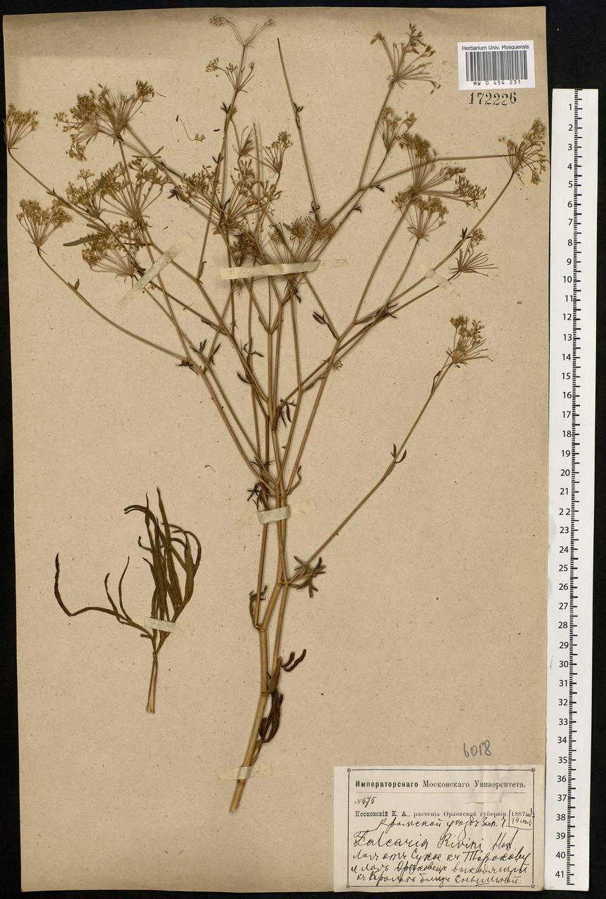 Falcaria vulgaris Bernh., Eastern Europe, Central forest-and-steppe region (E6) (Russia)