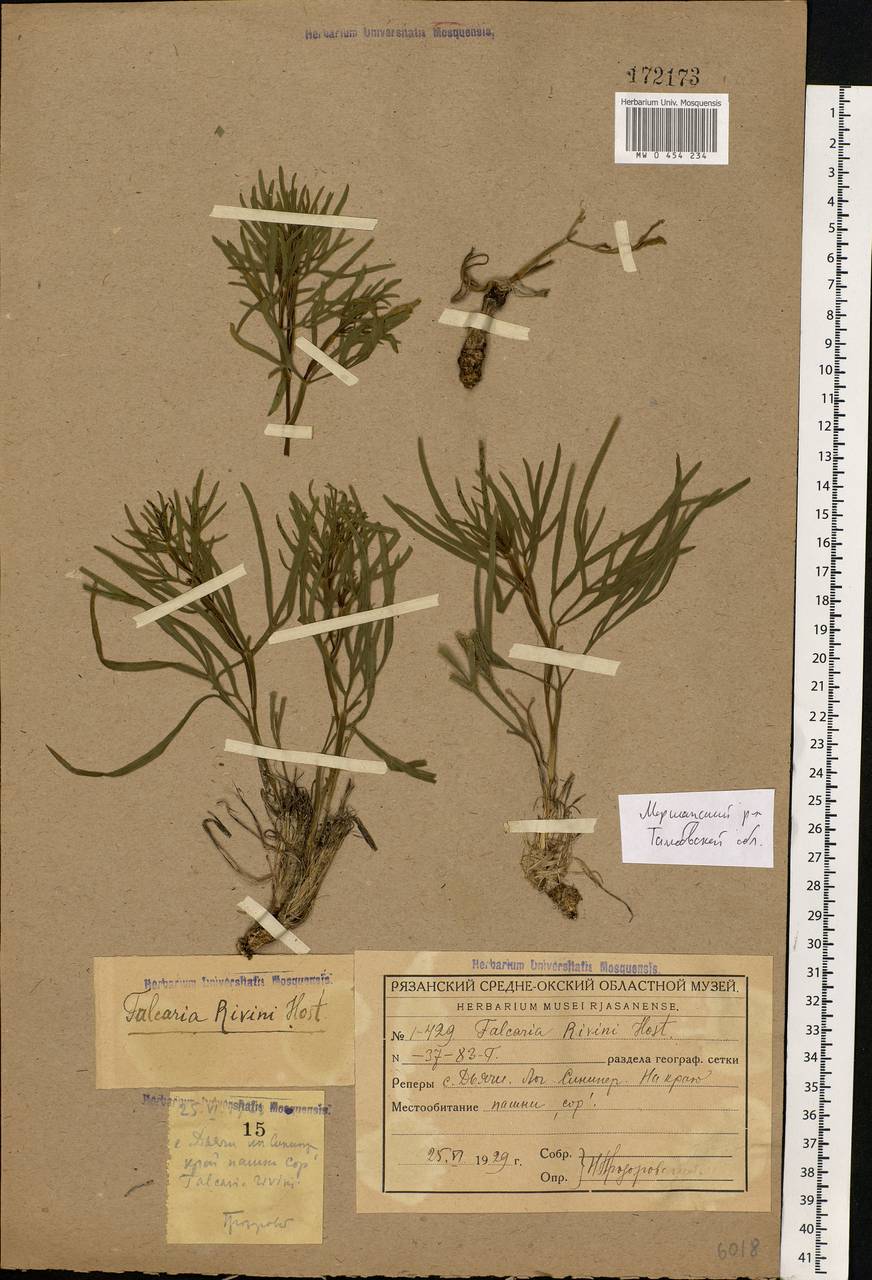 Falcaria vulgaris Bernh., Eastern Europe, Central forest-and-steppe region (E6) (Russia)