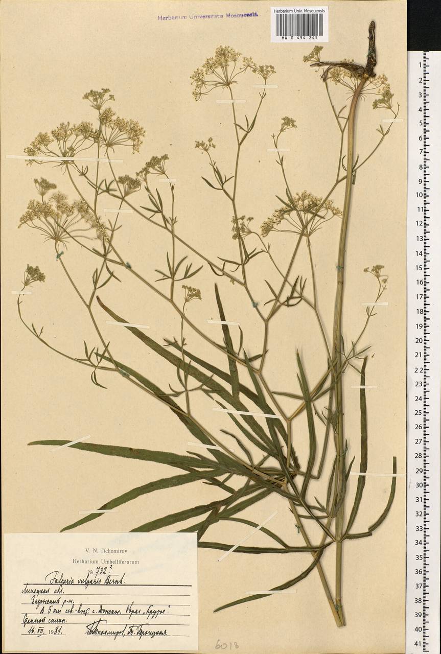 Falcaria vulgaris Bernh., Eastern Europe, Central forest-and-steppe region (E6) (Russia)
