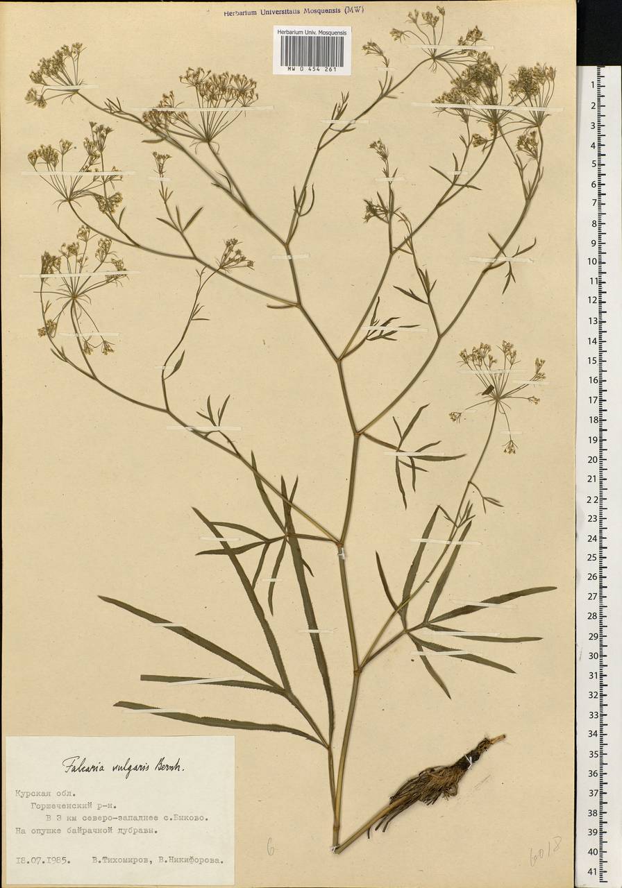 Falcaria vulgaris Bernh., Eastern Europe, Central forest-and-steppe region (E6) (Russia)