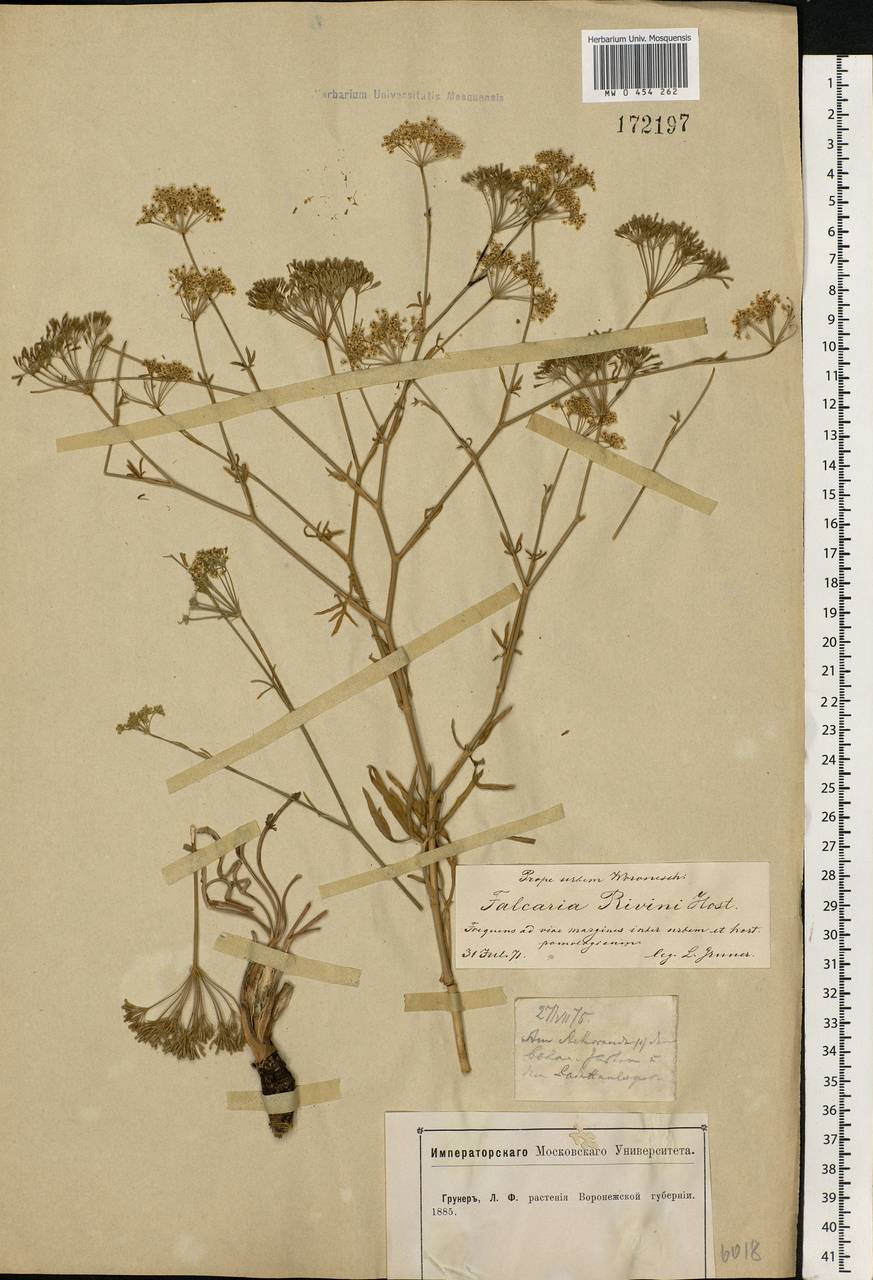 Falcaria vulgaris Bernh., Eastern Europe, Central forest-and-steppe region (E6) (Russia)