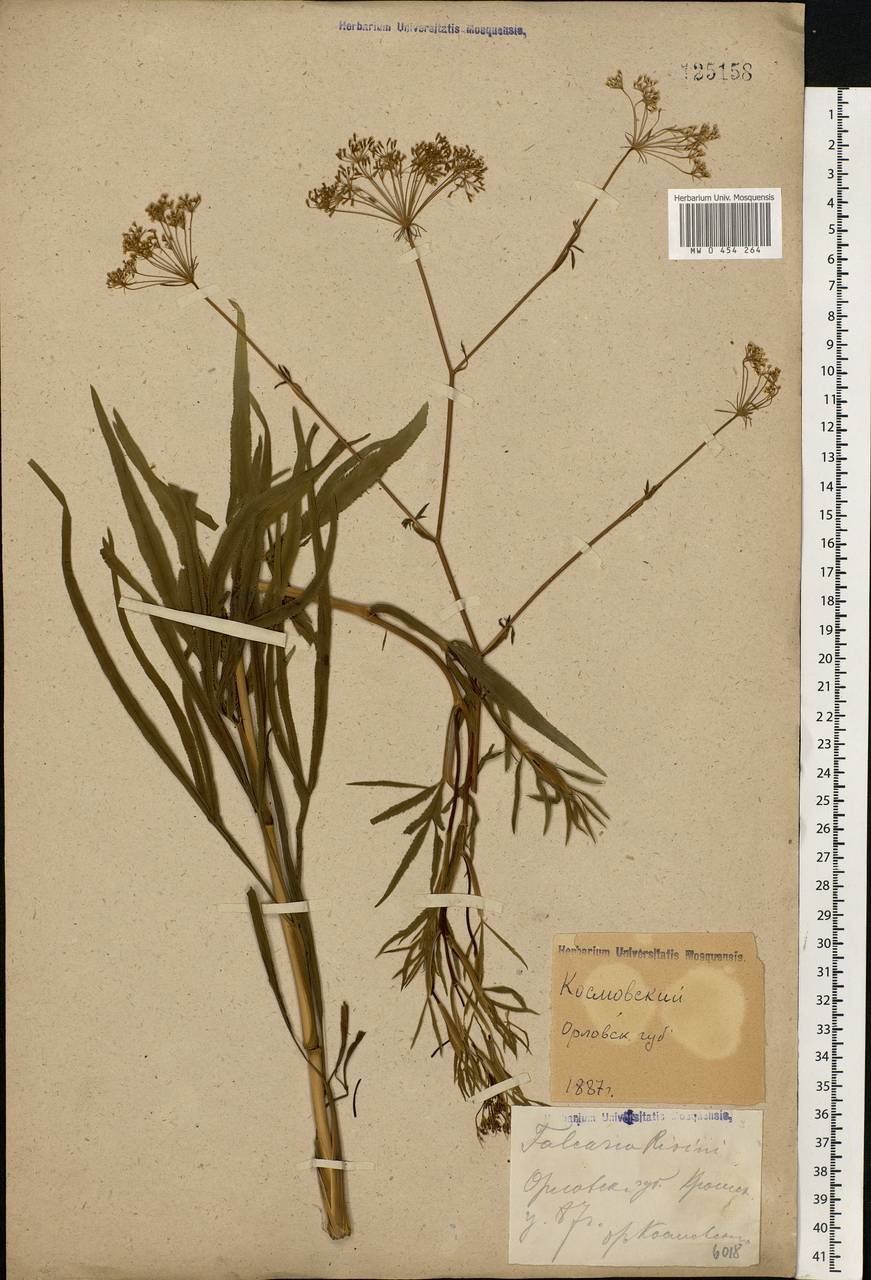 Falcaria vulgaris Bernh., Eastern Europe, Central forest-and-steppe region (E6) (Russia)