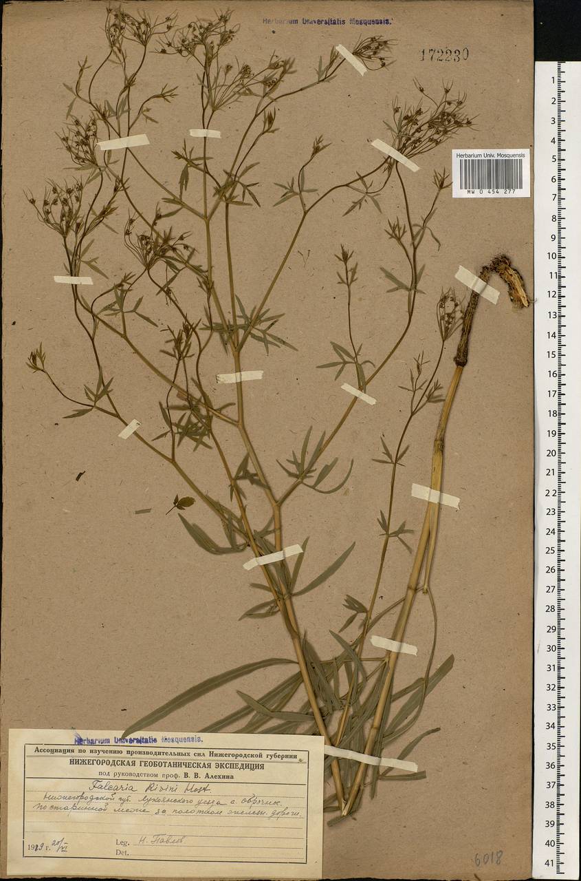 Falcaria vulgaris Bernh., Eastern Europe, Middle Volga region (E8) (Russia)