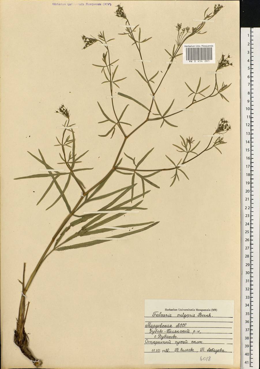 Falcaria vulgaris Bernh., Eastern Europe, Middle Volga region (E8) (Russia)