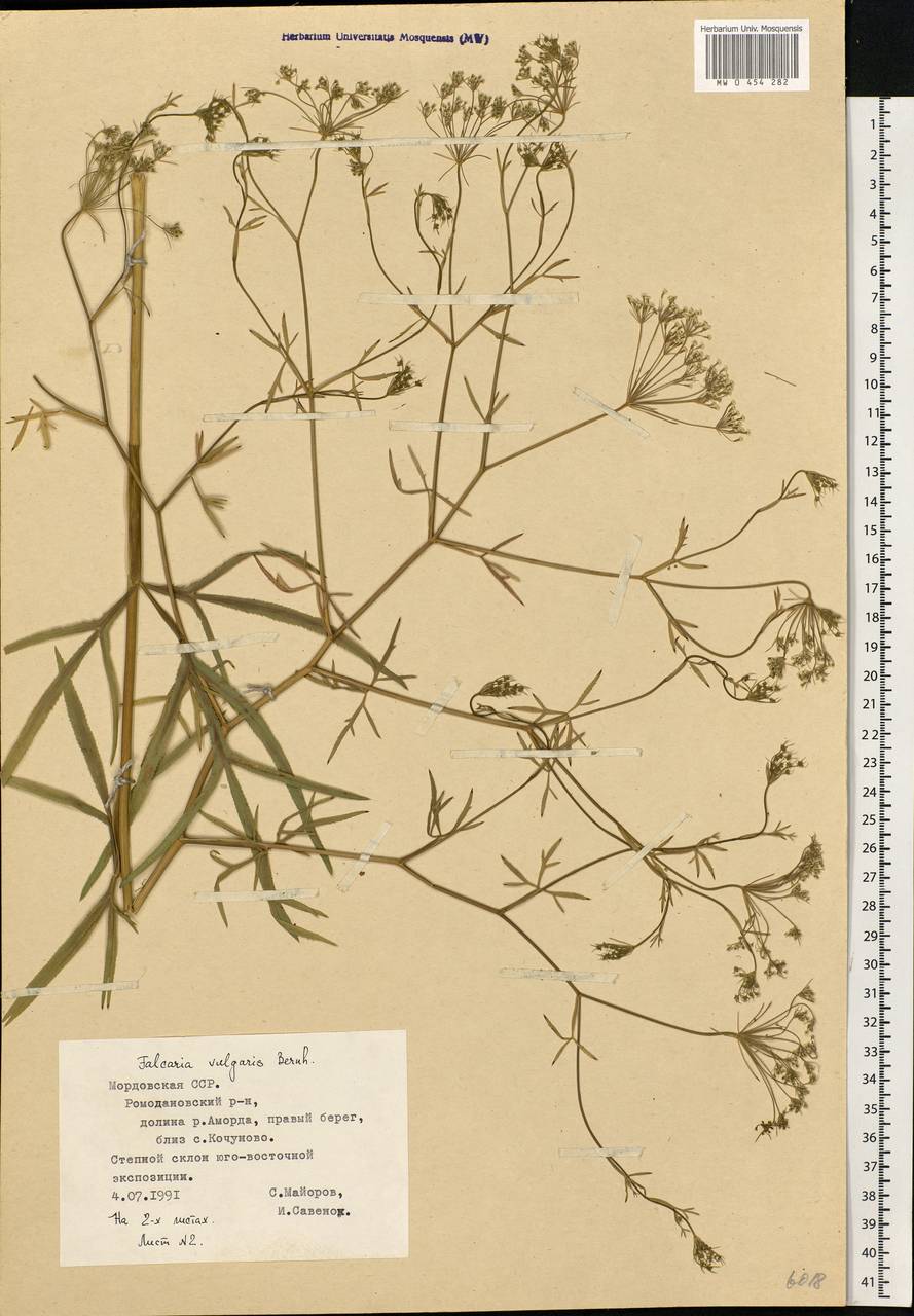 Falcaria vulgaris Bernh., Eastern Europe, Middle Volga region (E8) (Russia)