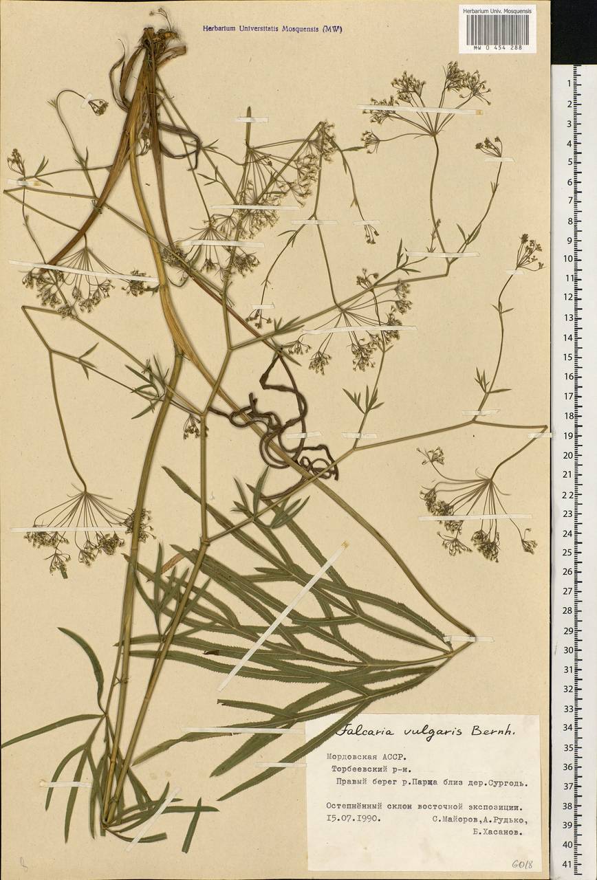 Falcaria vulgaris Bernh., Eastern Europe, Middle Volga region (E8) (Russia)