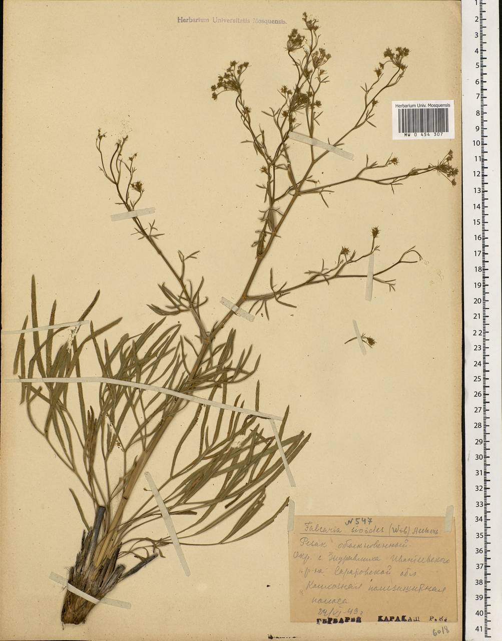 Falcaria vulgaris Bernh., Eastern Europe, Lower Volga region (E9) (Russia)