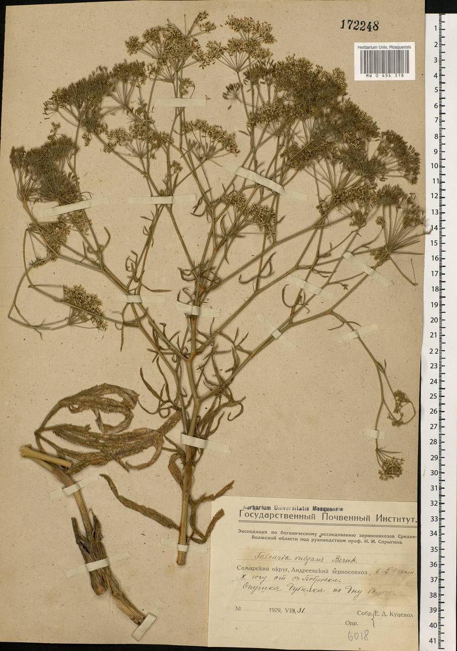 Falcaria vulgaris Bernh., Eastern Europe, Eastern region (E10) (Russia)