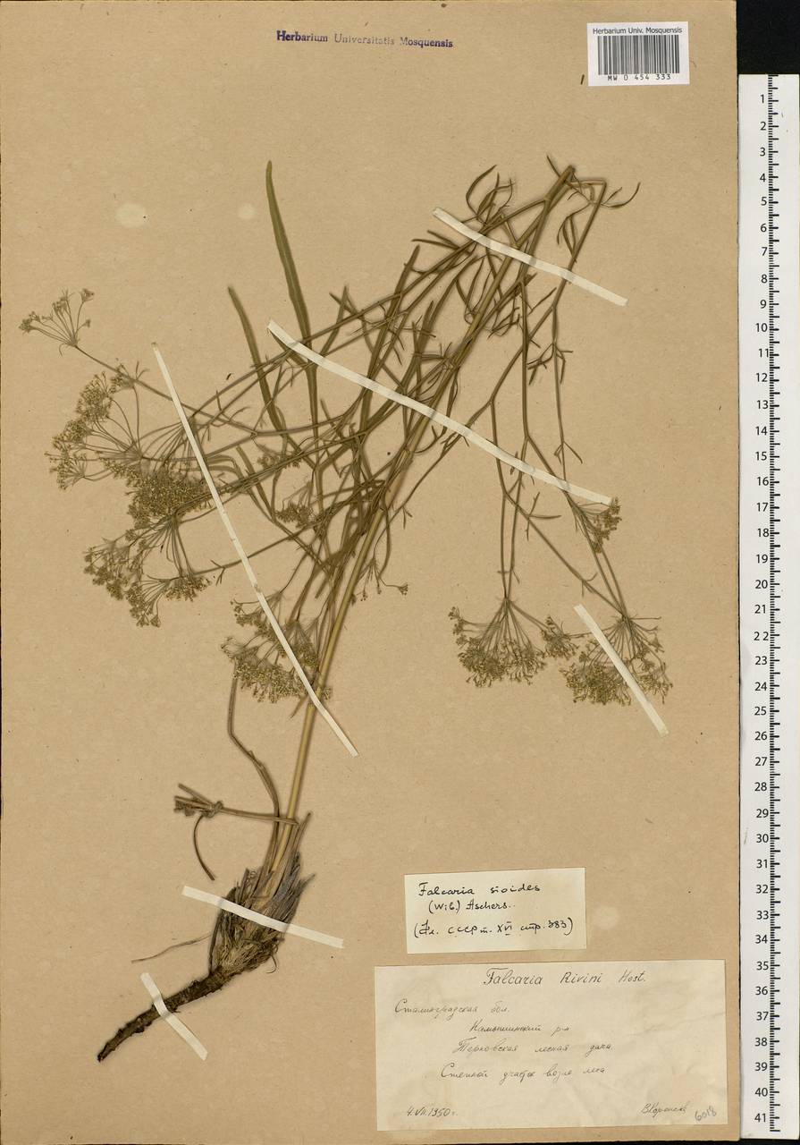 Falcaria vulgaris Bernh., Eastern Europe, Lower Volga region (E9) (Russia)