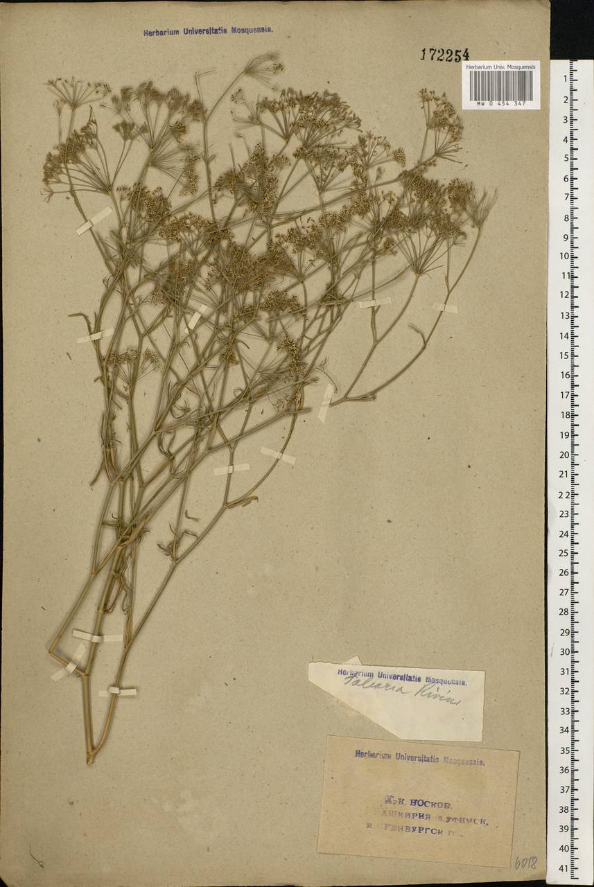 Falcaria vulgaris Bernh., Eastern Europe, Eastern region (E10) (Russia)