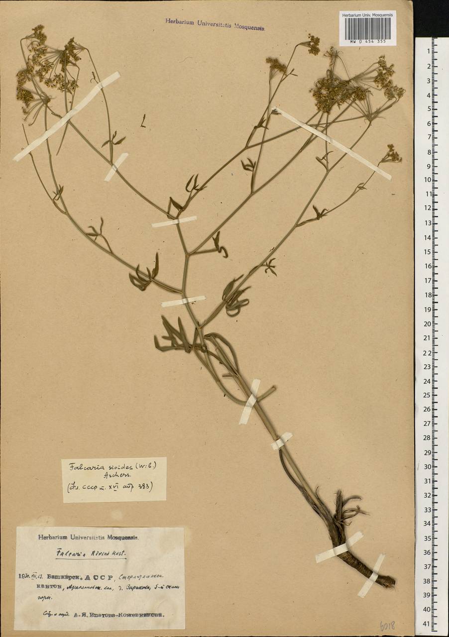 Falcaria vulgaris Bernh., Eastern Europe, Eastern region (E10) (Russia)