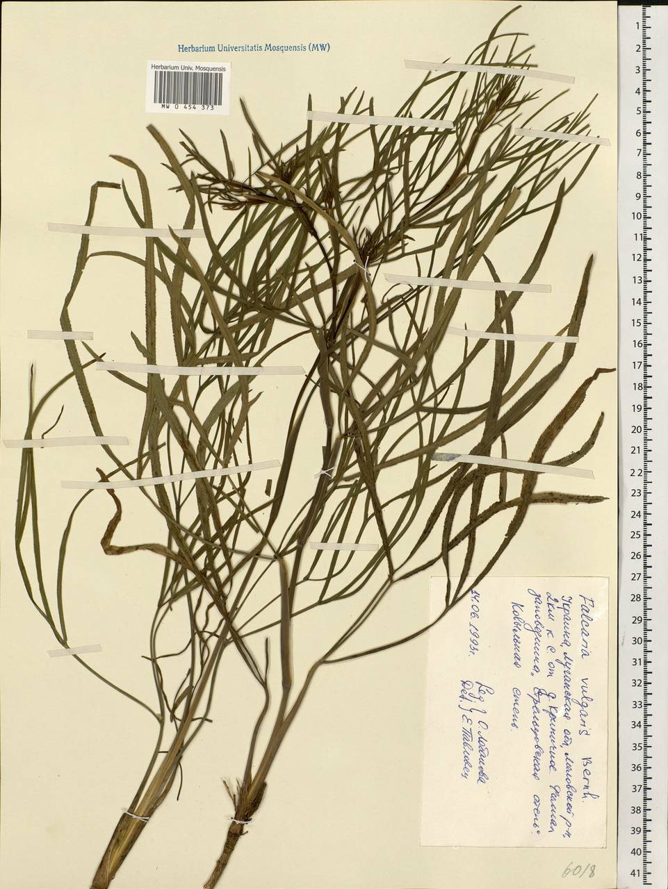 Falcaria vulgaris Bernh., Eastern Europe, North Ukrainian region (E11) (Ukraine)