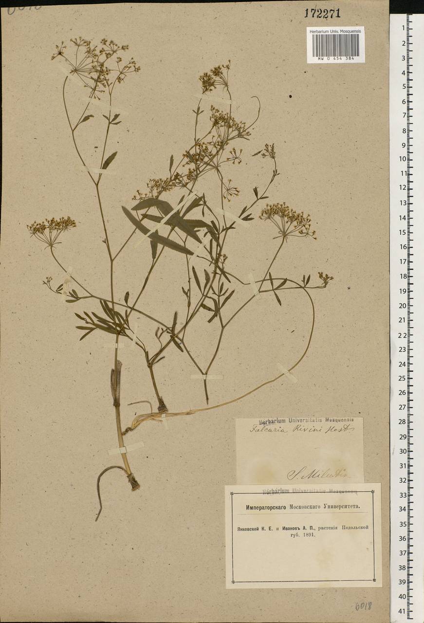 Falcaria vulgaris Bernh., Eastern Europe, South Ukrainian region (E12) (Ukraine)