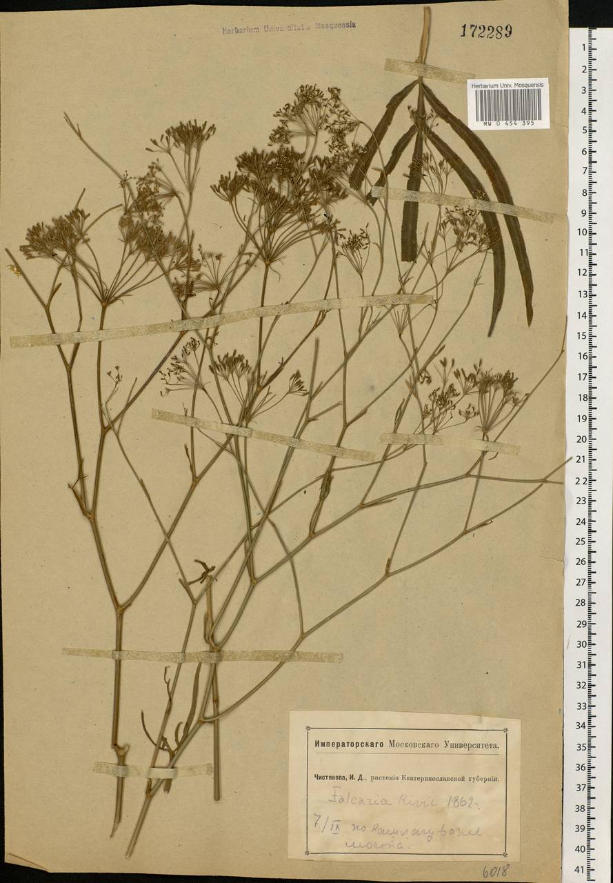 Falcaria vulgaris Bernh., Eastern Europe, South Ukrainian region (E12) (Ukraine)