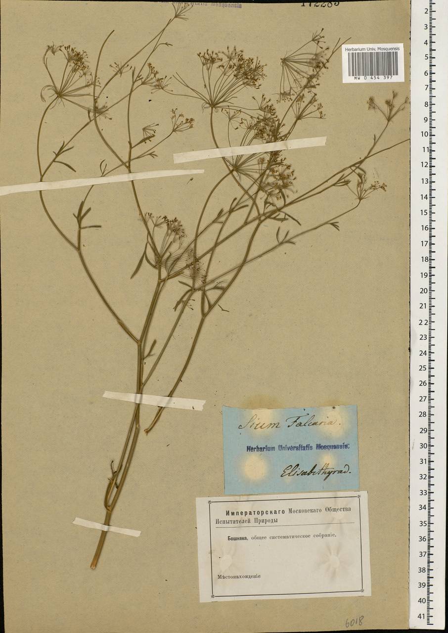 Falcaria vulgaris Bernh., Eastern Europe, South Ukrainian region (E12) (Ukraine)