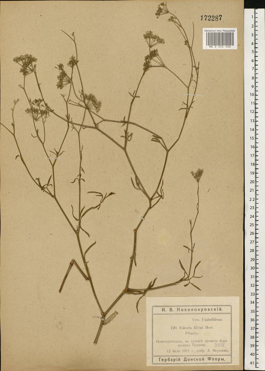 Falcaria vulgaris Bernh., Eastern Europe, Rostov Oblast (E12a) (Russia)