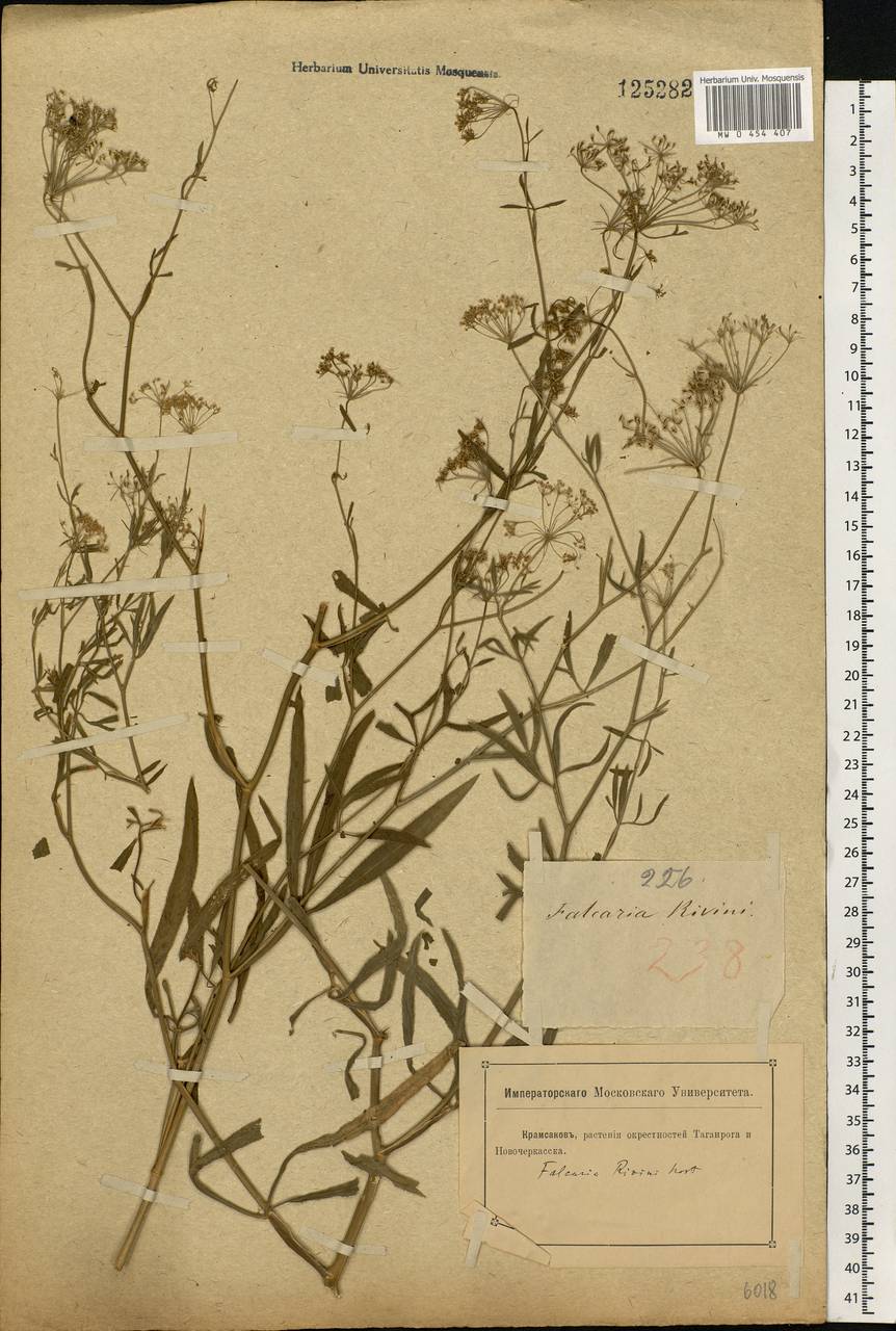 Falcaria vulgaris Bernh., Eastern Europe, Rostov Oblast (E12a) (Russia)