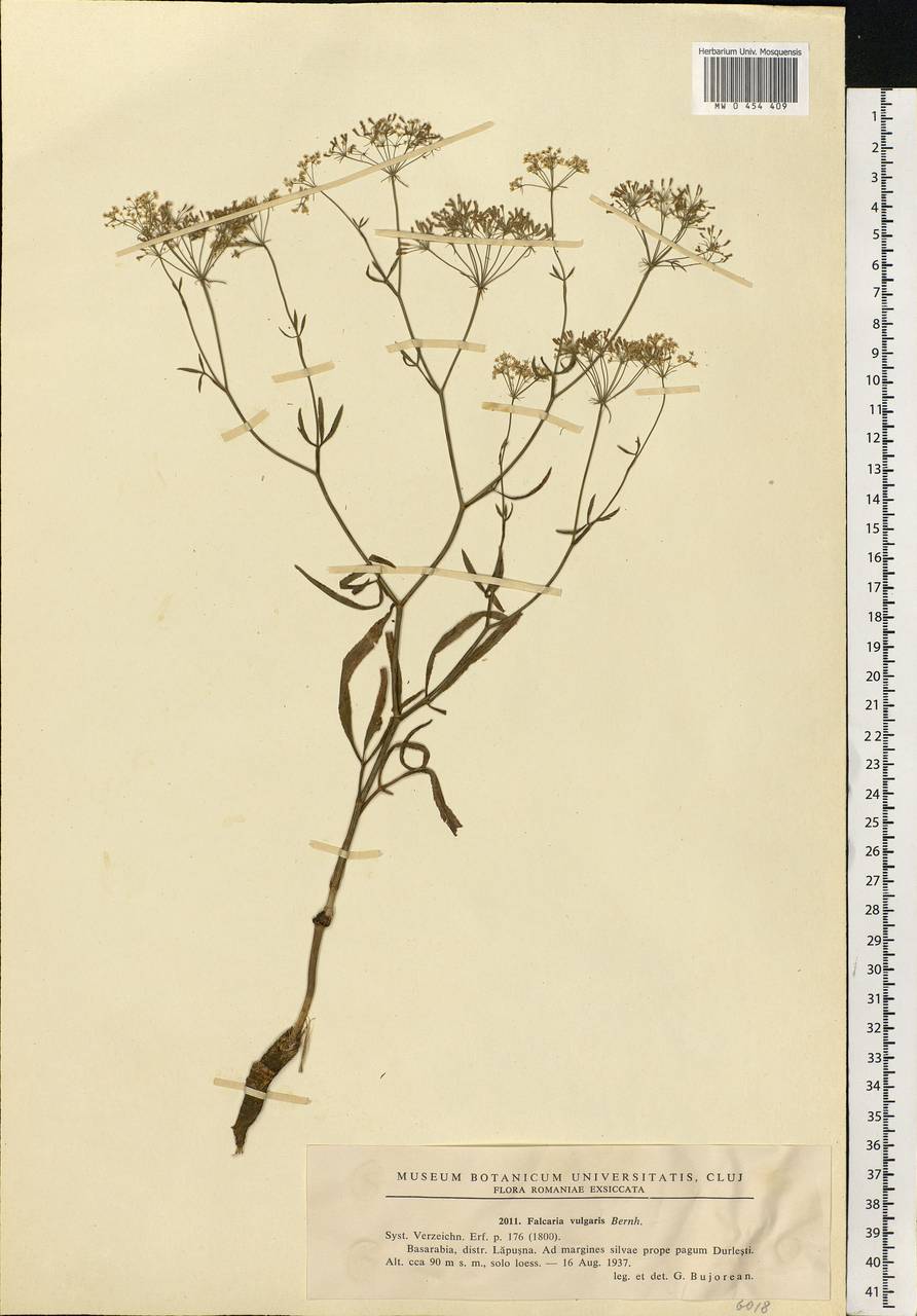 Falcaria vulgaris Bernh., Eastern Europe, Moldova (E13a) (Moldova)