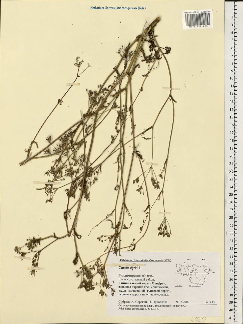 Carum carvi L., Eastern Europe, Central region (E4) (Russia)