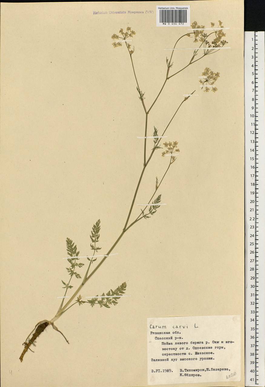 Carum carvi L., Eastern Europe, Central region (E4) (Russia)