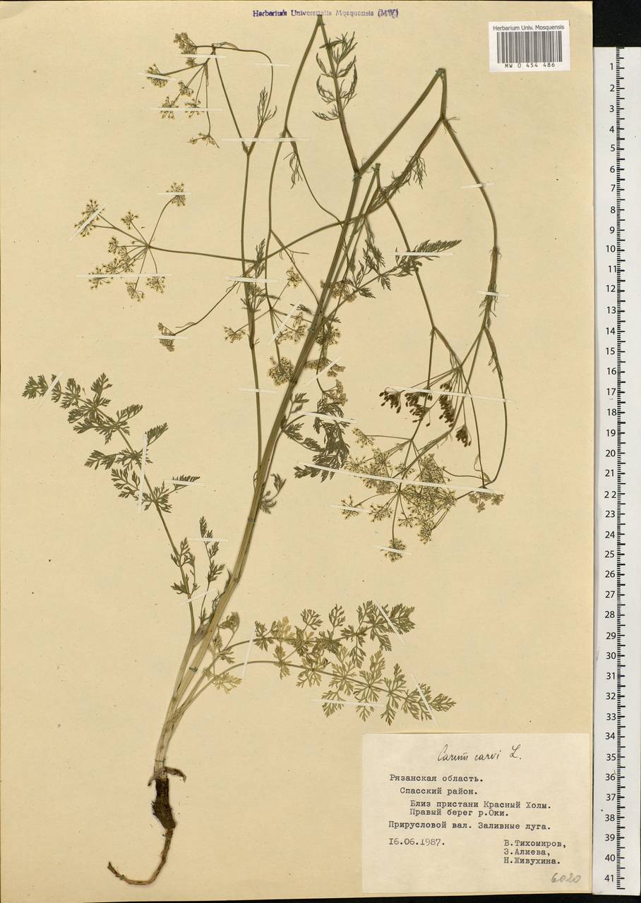 Carum carvi L., Eastern Europe, Central region (E4) (Russia)