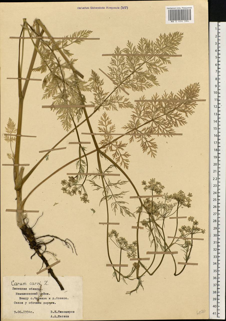 Carum carvi L., Eastern Europe, Central forest-and-steppe region (E6) (Russia)