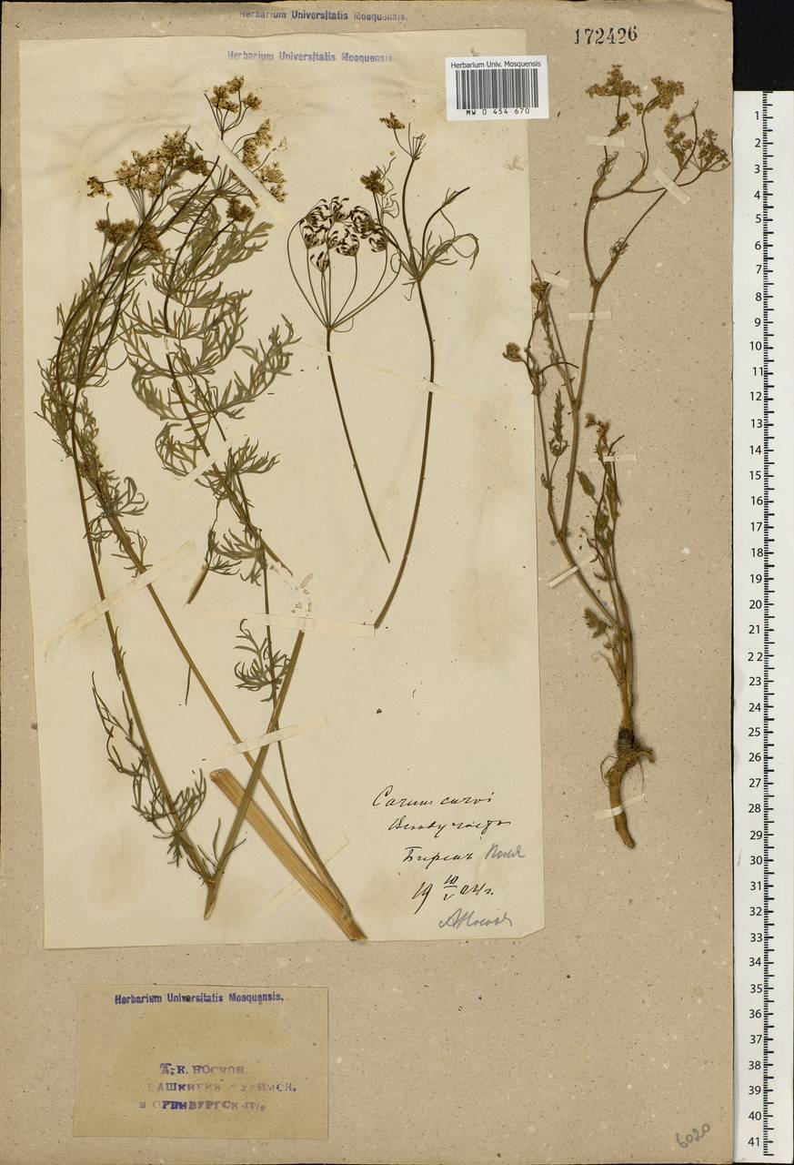Carum carvi L., Eastern Europe, Eastern region (E10) (Russia)