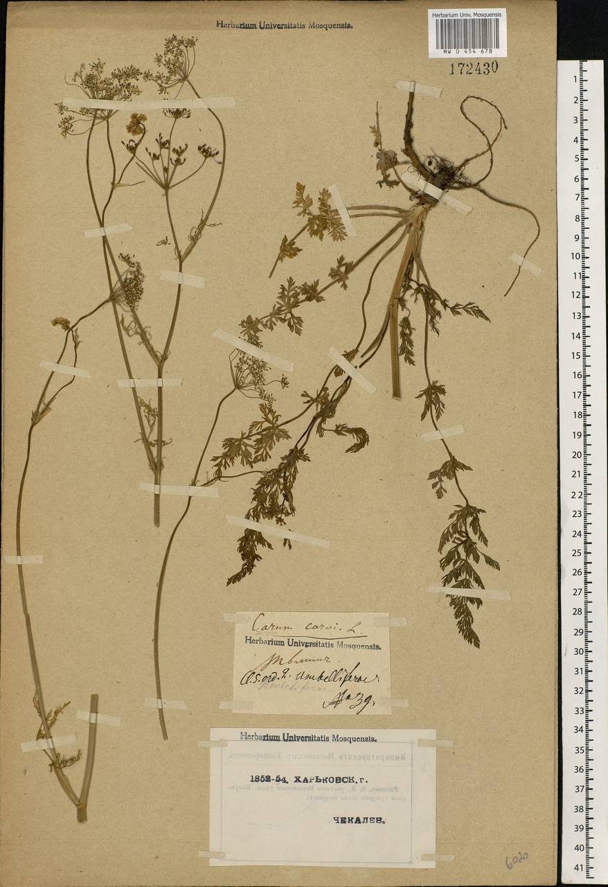 Carum carvi L., Eastern Europe, North Ukrainian region (E11) (Ukraine)