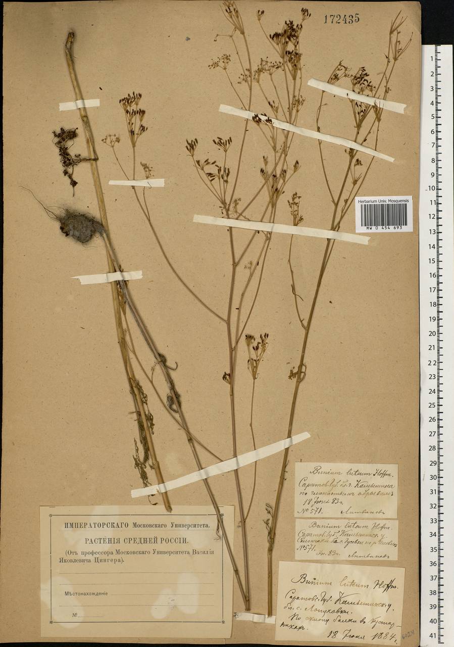 Elaeosticta lutea (Hoffm.) Kljuykov, Pimenov & Tikhom., Eastern Europe, Lower Volga region (E9) (Russia)