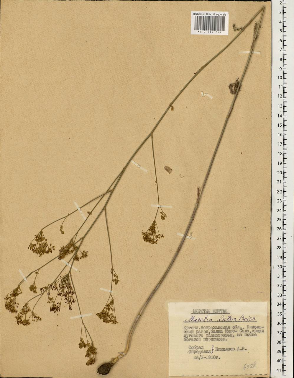 Elaeosticta lutea (Hoffm.) Kljuykov, Pimenov & Tikhom., Eastern Europe, Lower Volga region (E9) (Russia)