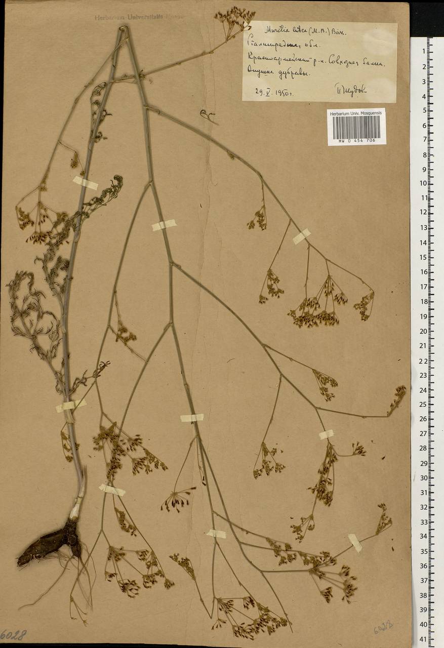 Elaeosticta lutea (Hoffm.) Kljuykov, Pimenov & Tikhom., Eastern Europe, Lower Volga region (E9) (Russia)
