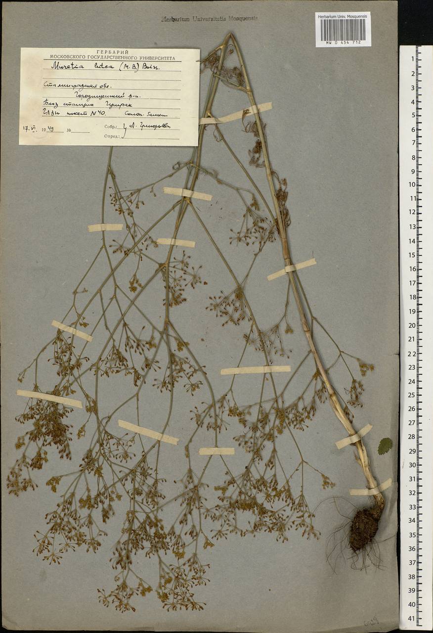 Elaeosticta lutea (Hoffm.) Kljuykov, Pimenov & Tikhom., Eastern Europe, Lower Volga region (E9) (Russia)