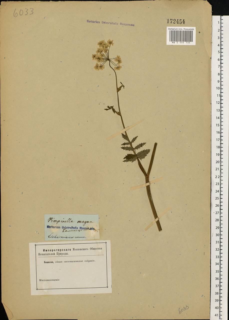 Pimpinella major (L.) Huds., Eastern Europe, North Ukrainian region (E11) (Ukraine)