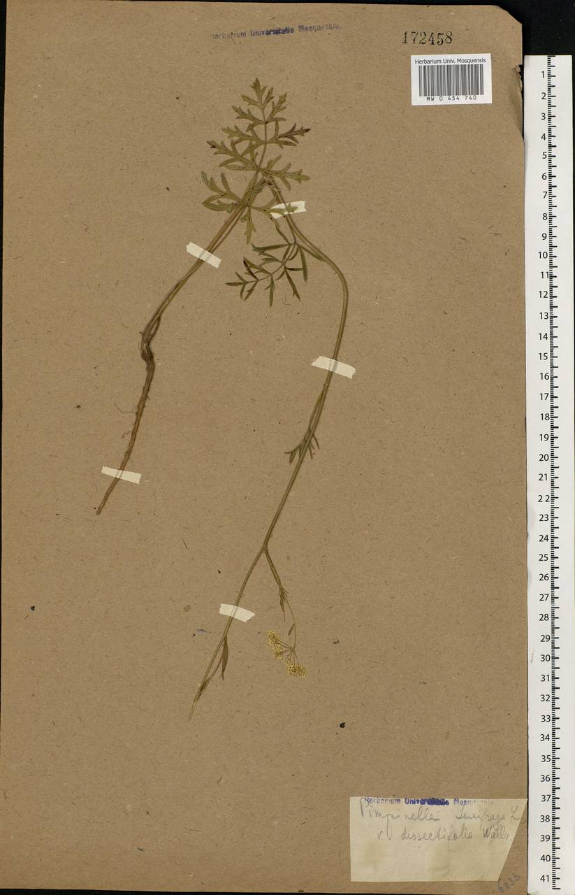 Pimpinella saxifraga L., Eastern Europe (no precise locality) (E0)